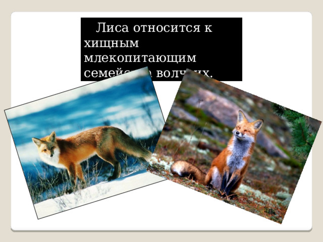  Лиса относится к хищным млекопитающим семейства волчьих. 