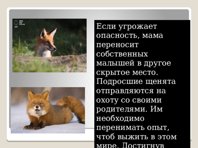 Если угрожает опасность, мама переносит собственных малышей в другое скрытое место. Подросшие щенята отправляются на охоту со своими родителями. Им необходимо перенимать опыт, чтоб выжить в этом мире. Достигнув возраста 6 месяцев, семья распадается. 