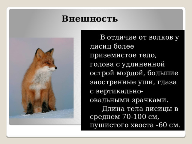 Внешность  В отличие от волков у лисиц более приземистое тело, голова с удлиненной острой мордой, большие заостренные уши, глаза с вертикально-овальными зрачками.  Длина тела лисицы в среднем 70-100 см, пушистого хвоста -60 см. 