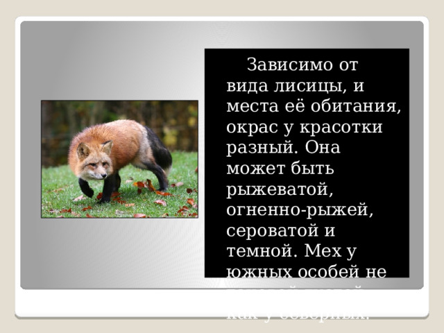 Зависимо от вида лисицы, и места её обитания, окрас у красотки разный. Она может быть рыжеватой, огненно-рыжей, сероватой и темной. Мех у южных особей не таковой густой, как у северных. 