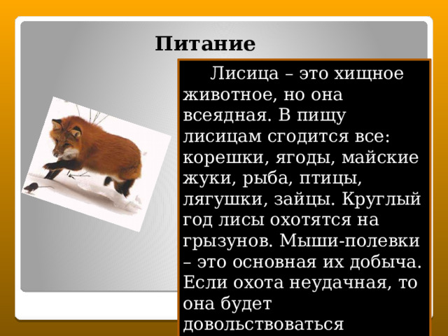Питание  Лисица – это хищное животное, но она всеядная. В пищу лисицам сгодится все: корешки, ягоды, майские жуки, рыба, птицы, лягушки, зайцы. Круглый год лисы охотятся на грызунов. Мыши-полевки – это основная их добыча. Если охота неудачная, то она будет довольствоваться падалью или отбросами. У неё отлично развиты слух и чутье. 