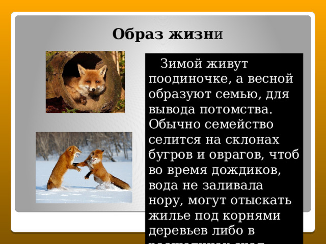 Образ жизн и  Зимой живут поодиночке, а весной образуют семью, для вывода потомства. Обычно семейство селится на склонах бугров и оврагов, чтоб во время дождиков, вода не заливала нору, могут отыскать жилье под корнями деревьев либо в расщелинах скал. 