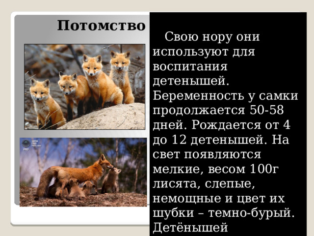  Свою нору они используют для воспитания детенышей. Беременность у самки продолжается 50-58 дней. Рождается от 4 до 12 детенышей. На свет появляются мелкие, весом 100г лисята, слепые, немощные и цвет их шубки – темно-бурый. Детёнышей выкармливают молоком. Потомство 