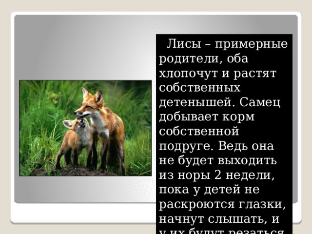  Лисы – примерные родители, оба хлопочут и растят собственных детенышей. Самец добывает корм собственной подруге. Ведь она не будет выходить из норы 2 недели, пока у детей не раскроются глазки, начнут слышать, и у их будут резаться зубки. 