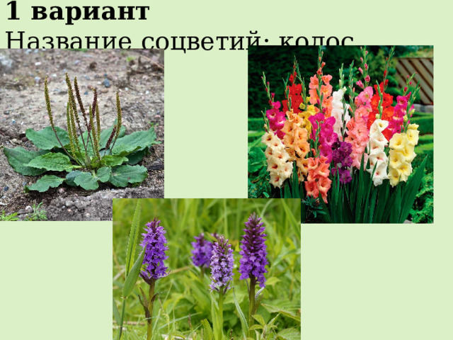 1 вариант Название соцветий: колос 
