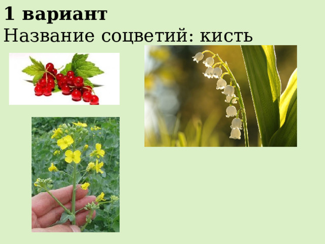 1 вариант Название соцветий: кисть 