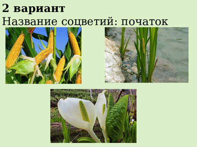 2 вариант Название соцветий: початок 