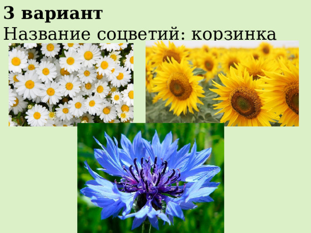 3 вариант Название соцветий: корзинка 