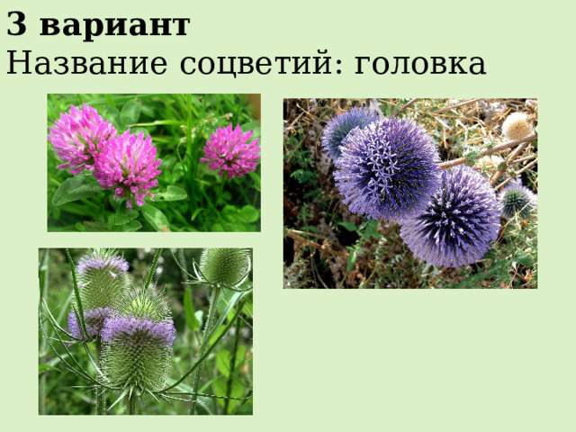 3 вариант Название соцветий: головка 