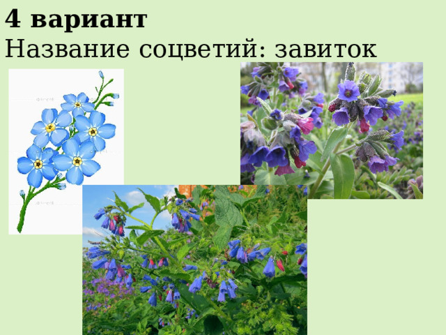 4 вариант Название соцветий: завиток 
