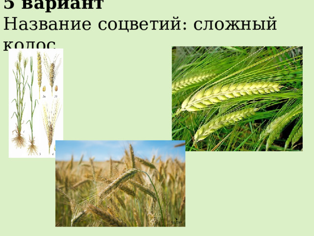 5 вариант Название соцветий: сложный колос 