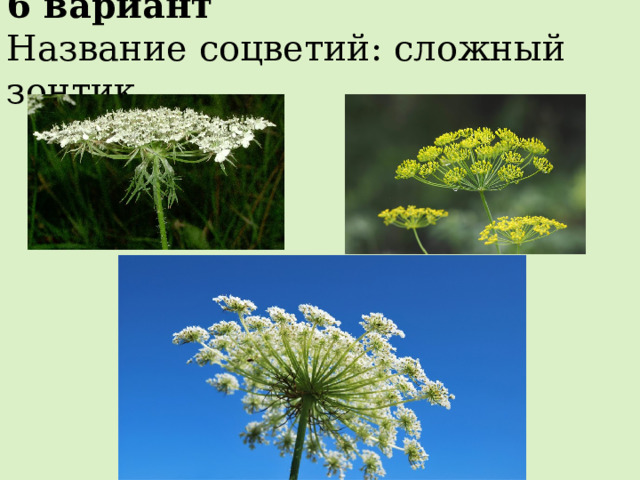 6 вариант Название соцветий: сложный зонтик 