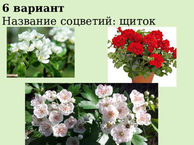 6 вариант Название соцветий: щиток 