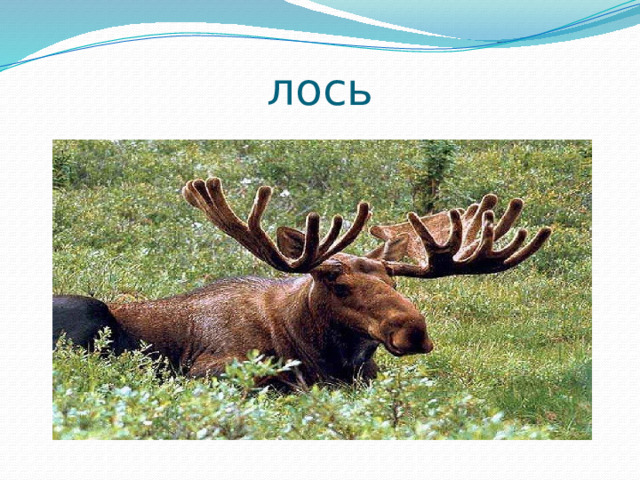 лось 
