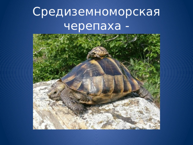 Средиземноморская черепаха - 