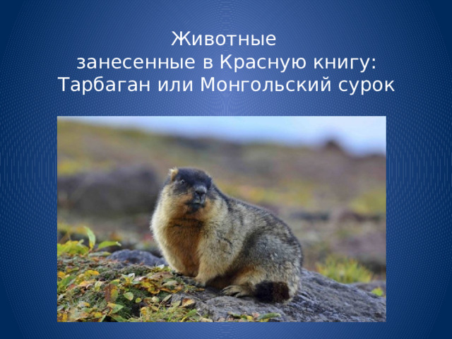Животные  занесенные в Красную книгу: Тарбаган или Монгольский сурок 