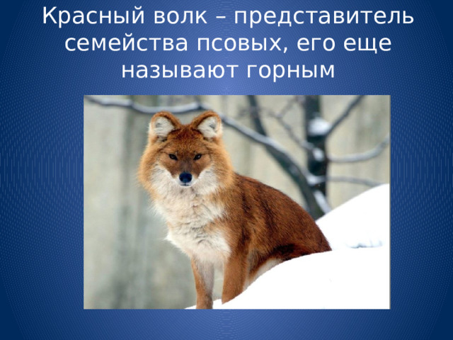 Красный волк – представитель семейства псовых, его еще называют горным 