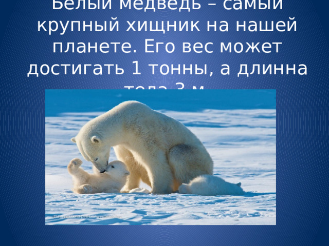 Белый медведь – самый крупный хищник на нашей планете. Его вес может достигать 1 тонны, а длинна тела 3 м. 