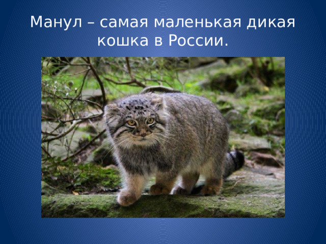 Манул – самая маленькая дикая кошка в России. 