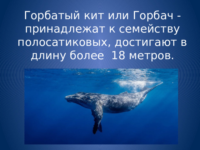 Горбатый кит или Горбач - принадлежат к семейству полосатиковых, достигают в длину более 18 метров. 