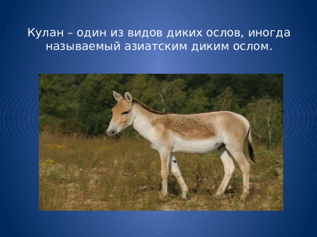 Кулан – один из видов диких ослов, иногда называемый азиатским диким ослом. 
