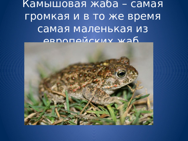 Камышовая жаба – самая громкая и в то же время самая маленькая из европейских жаб. 