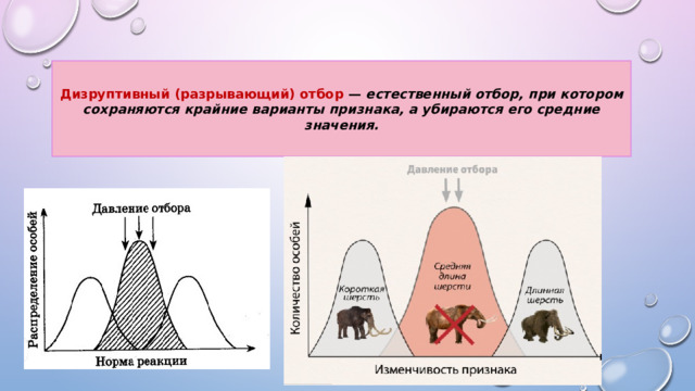Дизруптивный (разрывающий) отбор — естественный отбор, при котором сохраняются крайние варианты признака, а убираются его средние значения. 