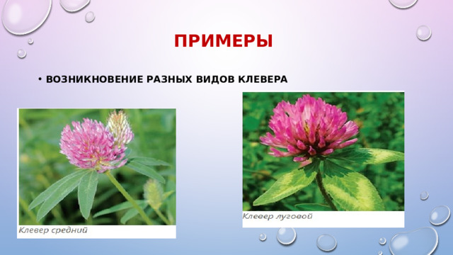 Примеры возникновение разных видов клевера 