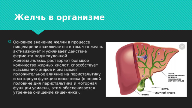 Желчь в организме Основное значение желчи в процессе пищеварения заключается в том, что желчь активизирует и усиливает действие фермента поджелудочной железы  липазы,  растворяет большое количество жирных кислот, способствует всасыванию жиров и оказывает положительное влияние на перистальтику и моторную функцию кишечника (в первой половине дня перистальтика и моторная функции усилены, этим обеспечивается утреннее очищение кишечника). 