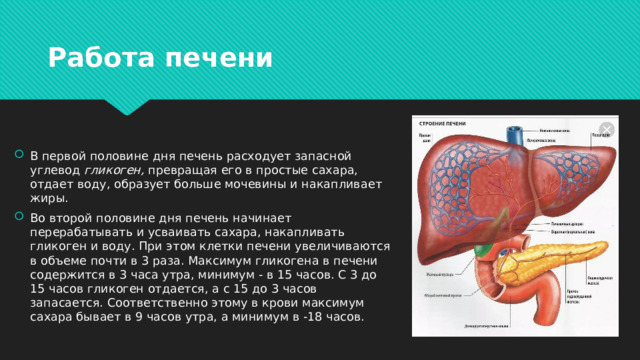 Работа печени В первой половине дня печень расходует запасной углевод  гликоген,  превращая его в простые сахара, отдает воду, образует больше мочевины и накапливает жиры. Во второй половине дня печень начинает перерабатывать и усваивать сахара, накапливать гликоген и воду. При этом клетки печени увеличиваются в объеме почти в 3 раза. Максимум гликогена в печени содержится в 3 часа утра, минимум - в 15 часов. С 3 до 15 часов гликоген отдается, а с 15 до 3 часов запасается. Соответственно этому в крови максимум сахара бывает в 9 часов утра, а минимум в -18 часов. 