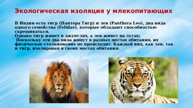 Экологическая изоляция у млекопитающих   В Индии есть тигр (Пантера Тигр) и лев (Panthera Leo), два вида одного семейства (Felidae), которые обладают способностью скрещиваться.  Однако тигр живет в джунглях, а лев живет на лугах;  Поскольку эти два вида живут в разных местах обитания, их физическое столкновение не происходит. Каждый вид, как лев, так и тигр, изолирован в своих местах обитания. 