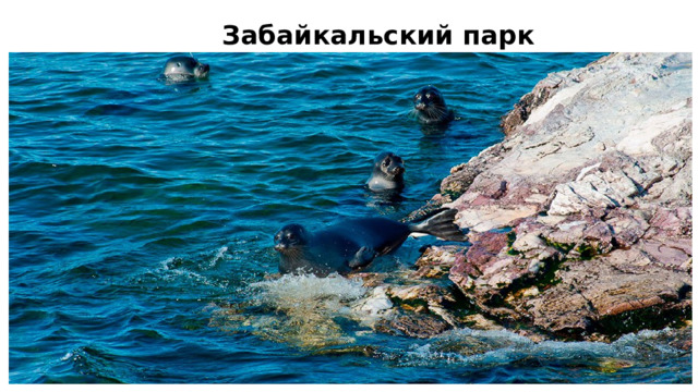 Забайкальский парк 