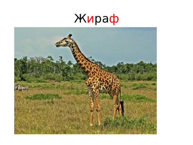 Ж и ра ф 