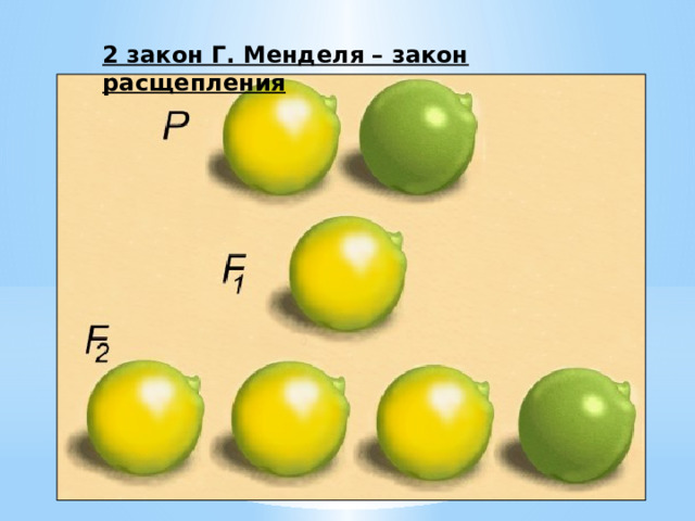2 закон Г. Менделя – закон расщепления 