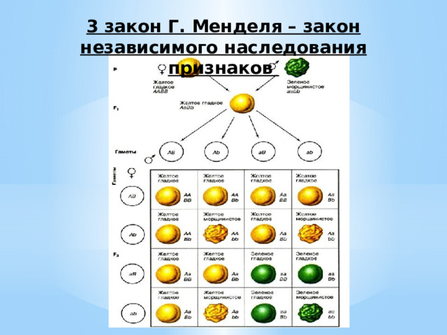 3 закон Г. Менделя – закон независимого наследования признаков 