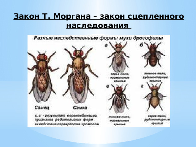 Закон Т. Моргана – закон сцепленного наследования 