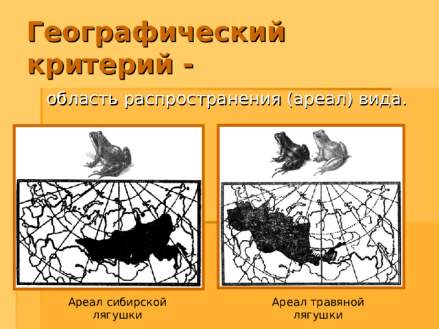 Географический критерий -  область распространения (ареал) вида. Ареал сибирской лягушки Ареал травяной лягушки 