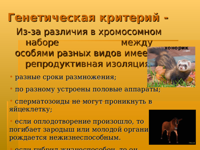 Генетическая критерий - Из-за различия в хромосомном наборе между особями разных видов имеется репродуктивная изоляция:  разные сроки размножения;  по разному устроены половые аппараты;  сперматозоиды не могут проникнуть в яйцеклетку;  если оплодотворение произошло, то погибает зародыш или молодой организм рождается нежизнеспособным.  если гибрид жизнеспособен, то он неплодовит например: лошак, мул, хонорик (хорек и норка) хонорик 