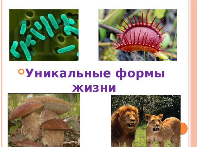 Уникальные формы жизни 