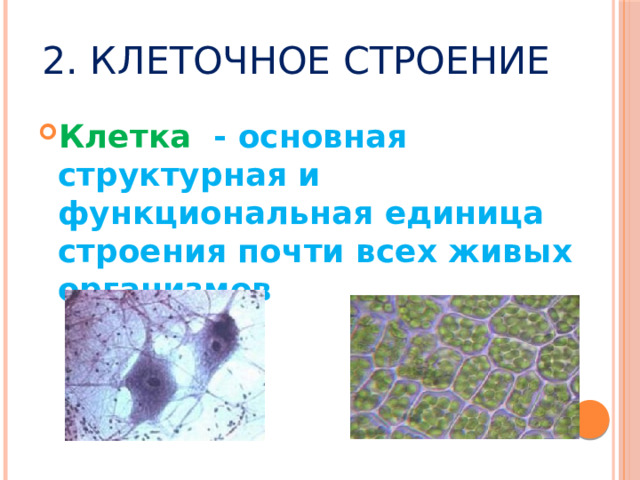2. Клеточное строение Клетка  - основная структурная и функциональная единица строения почти всех живых организмов 