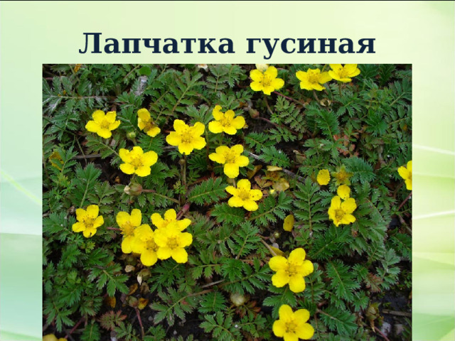 Лапчатка гусиная 
