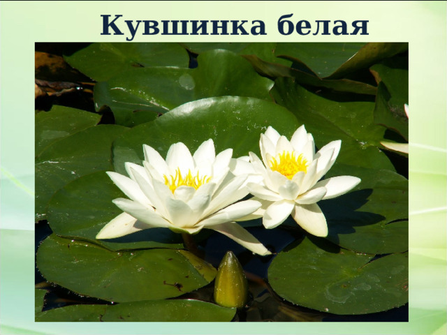 Кувшинка белая 