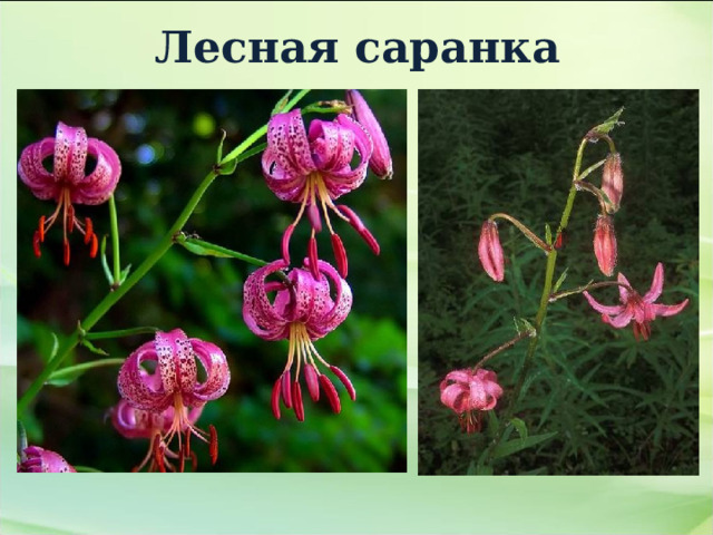 Лесная саранка 