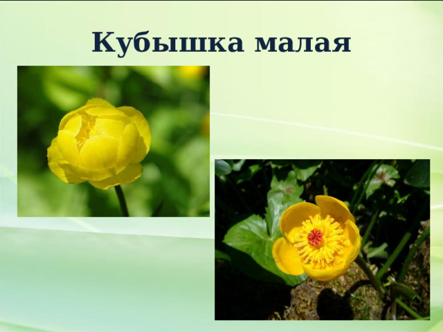 Кубышка малая 