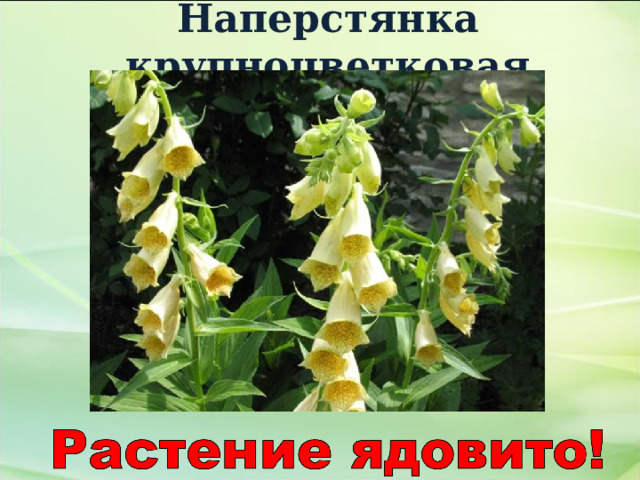 Наперстянка крупноцветковая 