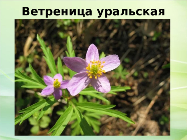 Ветреница уральская 