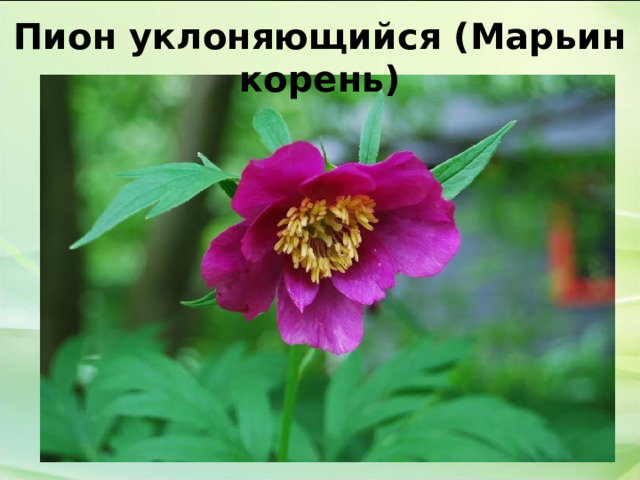 Пион уклоняющийся (Марьин корень) 
