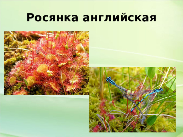 Росянка английская  