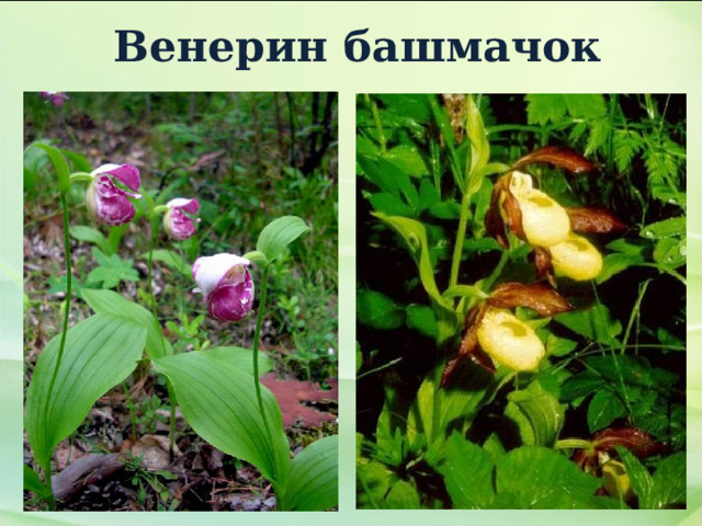 Венерин башмачок 