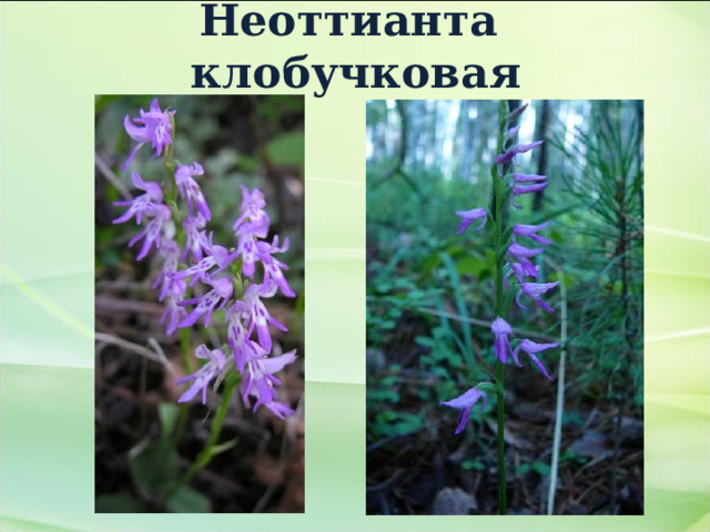 Неоттианта клобучковая 